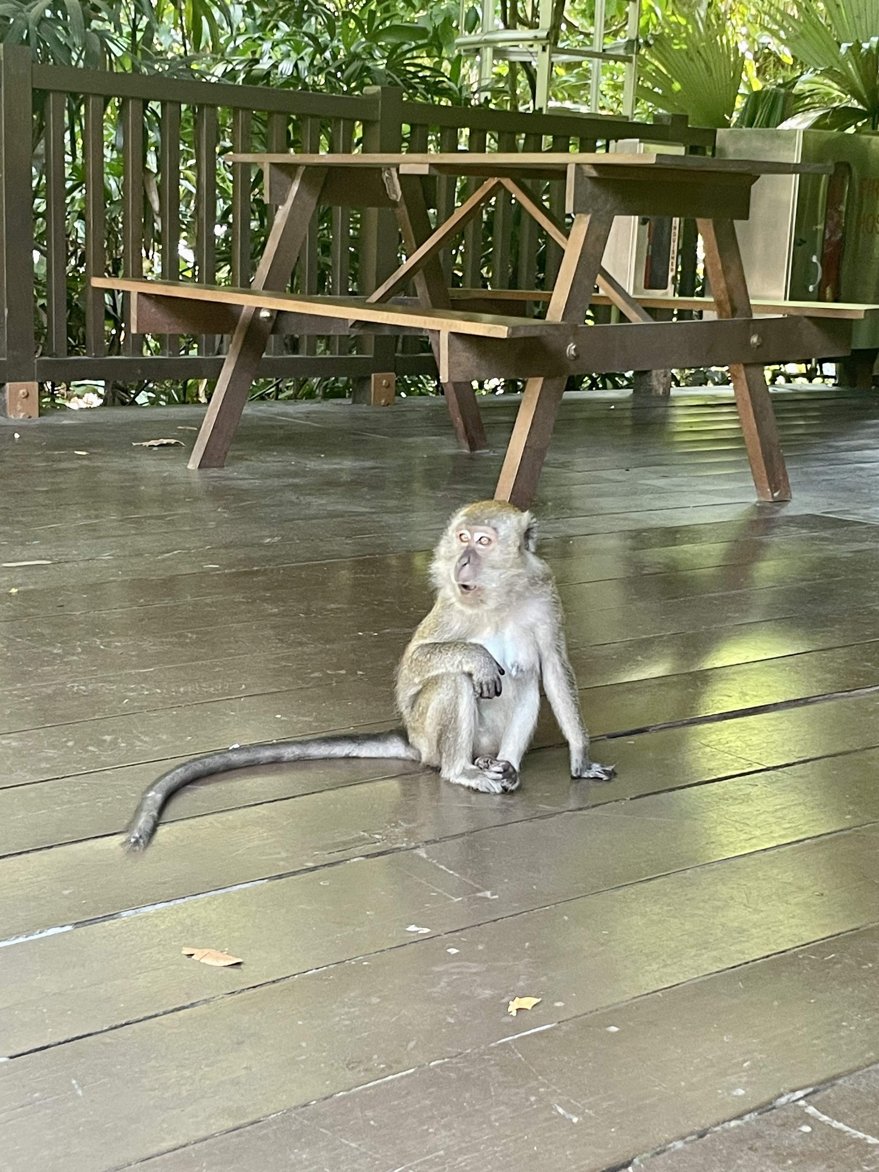 Singapore Monkey
